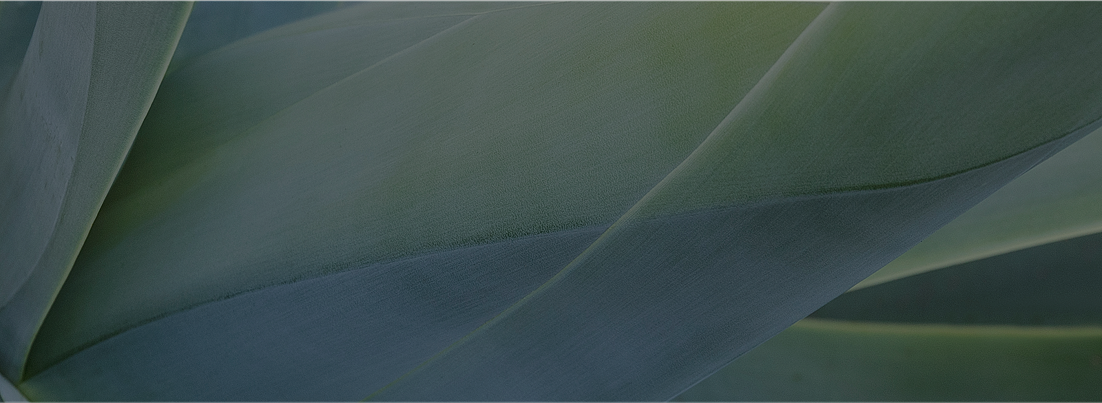 Abstract close-up of green plant leaves