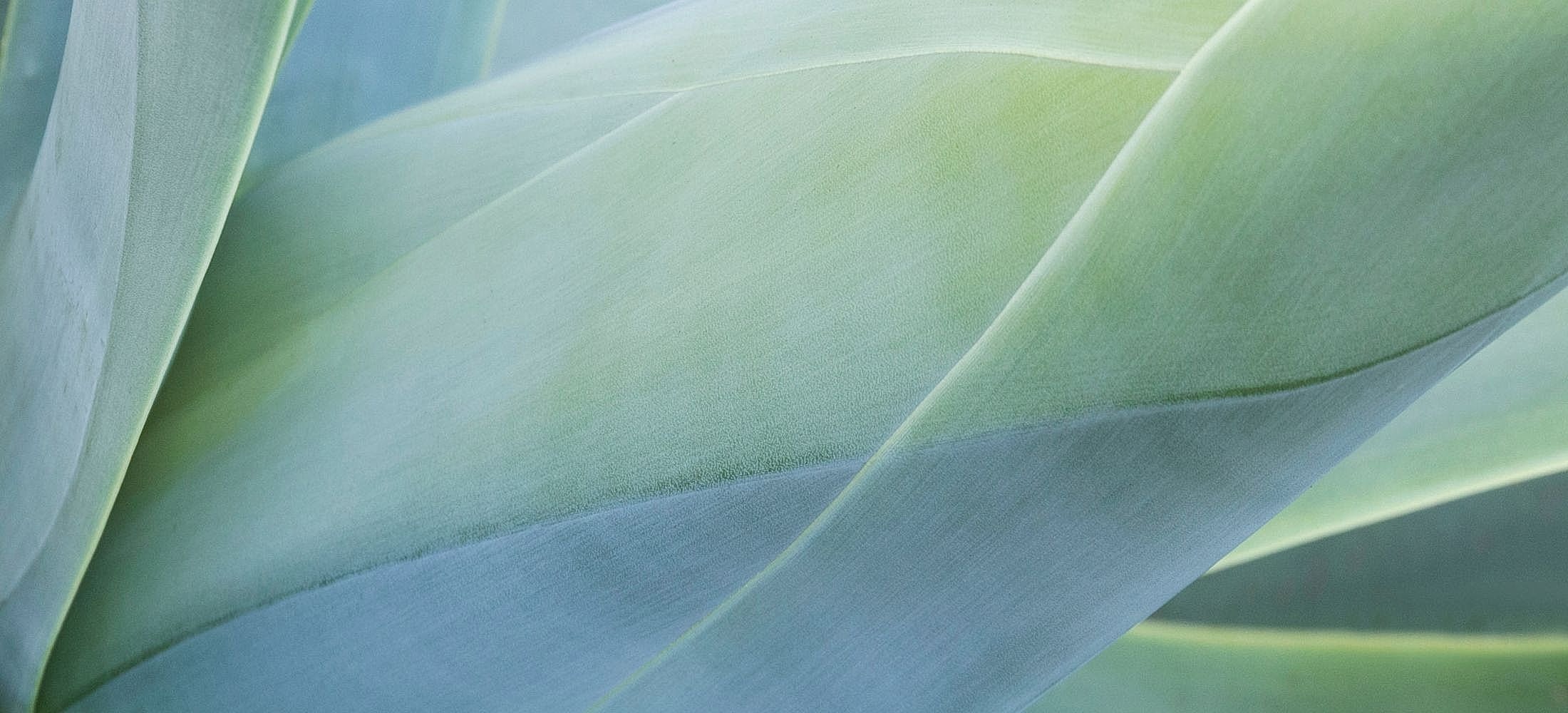 Close-up of smooth, green plant leaves.